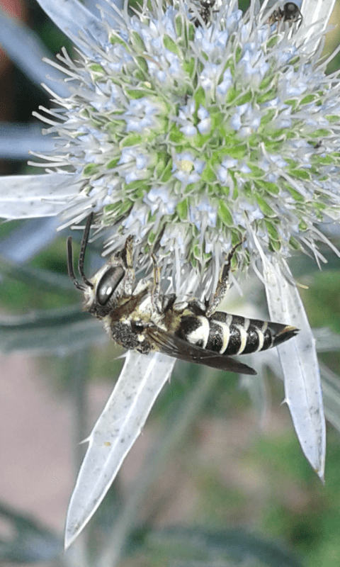 Apidae Megachilinae : Coelioxys sp.